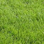 Fescue Blend StoneGate