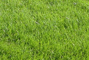 Fescue Blend