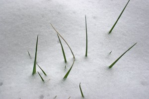 grass-in-snow